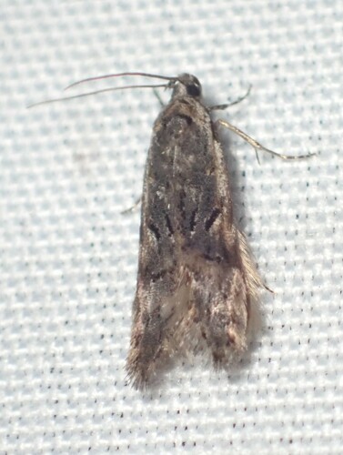 Xenolechia velatella