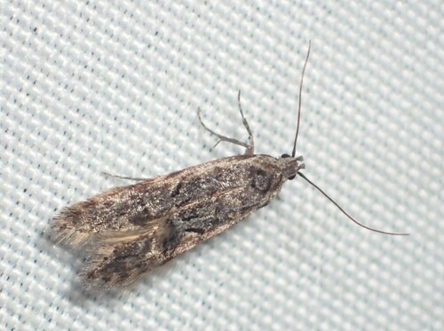 Xenolechia velatella