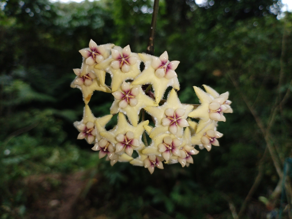 Hoya coriacea