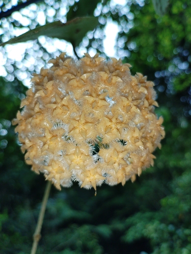 Hoya mindorensis Schltr.