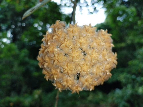 Hoya mindorensis Schltr. 3