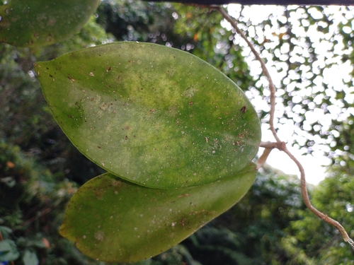 Hoya mindorensis Schltr. 4