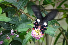 Byasa polyeuctes termessus