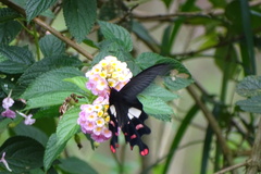 Byasa polyeuctes termessus