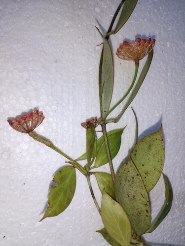 Hoya obscura Elmer ex C.M.Burton 3