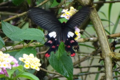 Byasa polyeuctes termessus