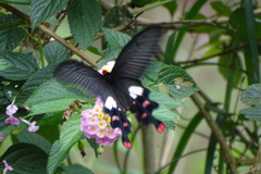 Byasa polyeuctes termessus