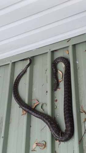 Coastal Carpet Python sighting