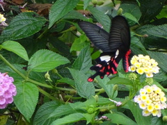 Byasa polyeuctes termessus