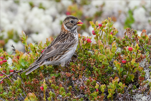 Lapland Longspur