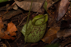 Nepenthes × hookeriana