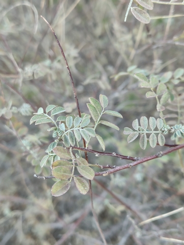Image of Indigofera fruticosa by (c) Abraham Sánchez Romero, some rights reserved (CC BY)