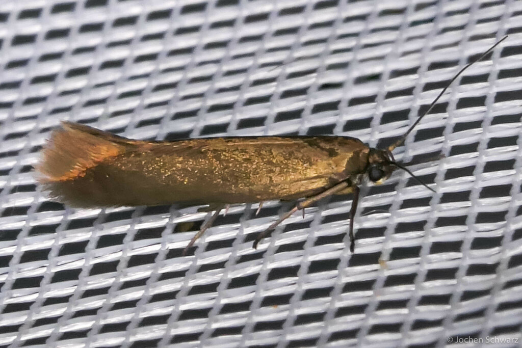 Scythris hungaricella