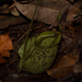 Nepenthes rafflesiana hookeriana - Photo (c) CHUNG CHANG-LIN, some rights reserved (CC BY-NC), uploaded by CHUNG CHANG-LIN