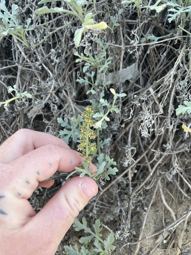 Silver bur ragweed (Ambrosia chamissonis)