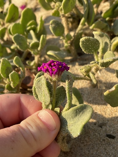 Red sand verbena (Abronia maritima)