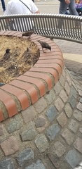 Sturnus vulgaris