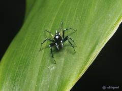 Phintelloides versicolor