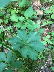 Sanicula marilandica image