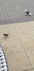 Sturnus vulgaris