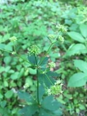 Sanicula marilandica image