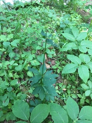 Sanicula marilandica image