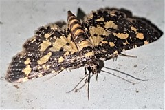 Eurrhyparodes tricoloralis