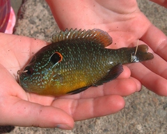 Lepomis peltastes