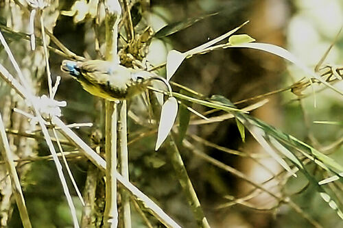 Common Sunbird-Asity (Neodrepanis coruscans), photo 5