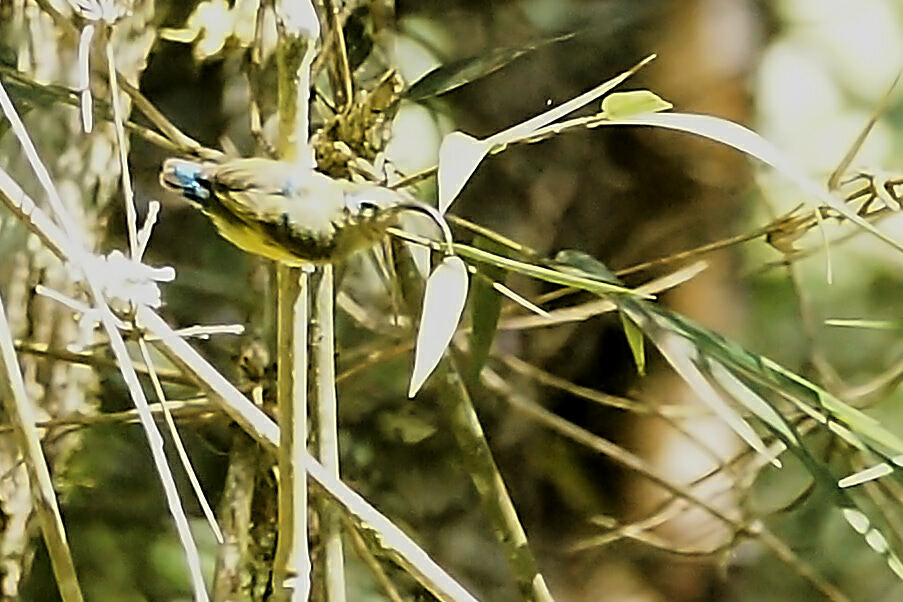 Common Sunbird-Asity (Neodrepanis coruscans), photo 3