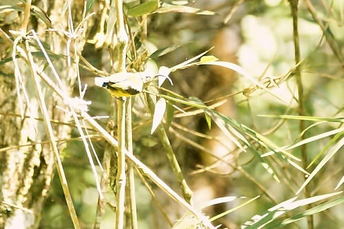 Common Sunbird-Asity (Neodrepanis coruscans), photo 6
