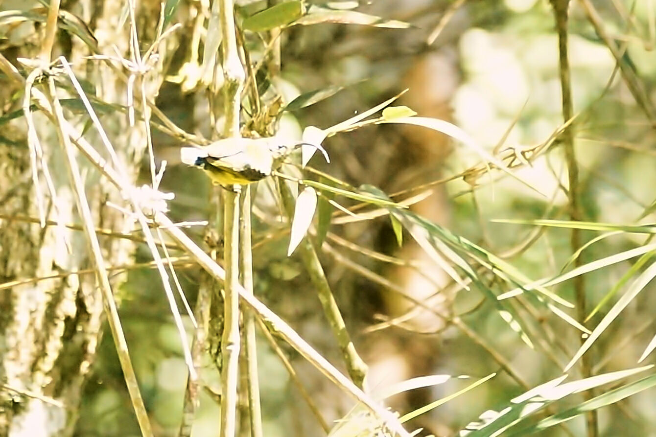 Common Sunbird-Asity (Neodrepanis coruscans), photo 4