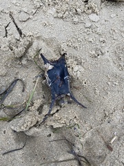 Longnose Skate photo 3