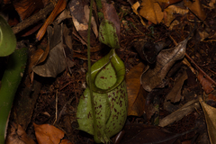 Nepenthes × hookeriana