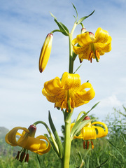 Lilium szovitsianum