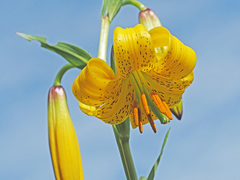 Lilium szovitsianum