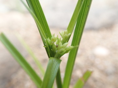 Cyperus dentatus