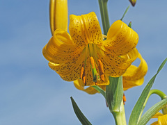 Lilium szovitsianum