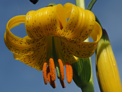Lilium szovitsianum