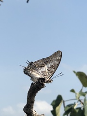 Charaxes achaemenes monticola