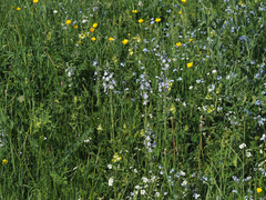 Veronica gentianoides