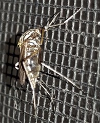 Aedes vittiger