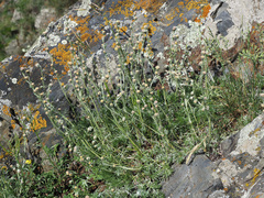 Artemisia splendens