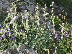 Artemisia splendens