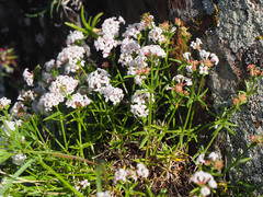 Asperula prostrata