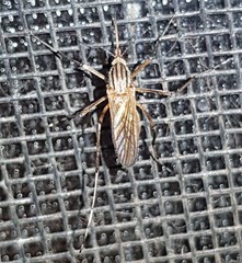Aedes vittiger