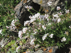 Asperula prostrata