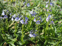 Veronica gentianoides