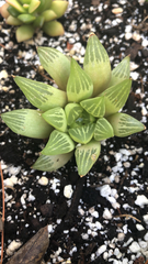 Haworthia
