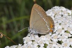 Satyrium acaciae